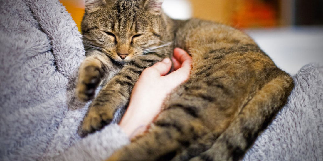 Question insolite : la ronronthérapie est-elle réelle ?