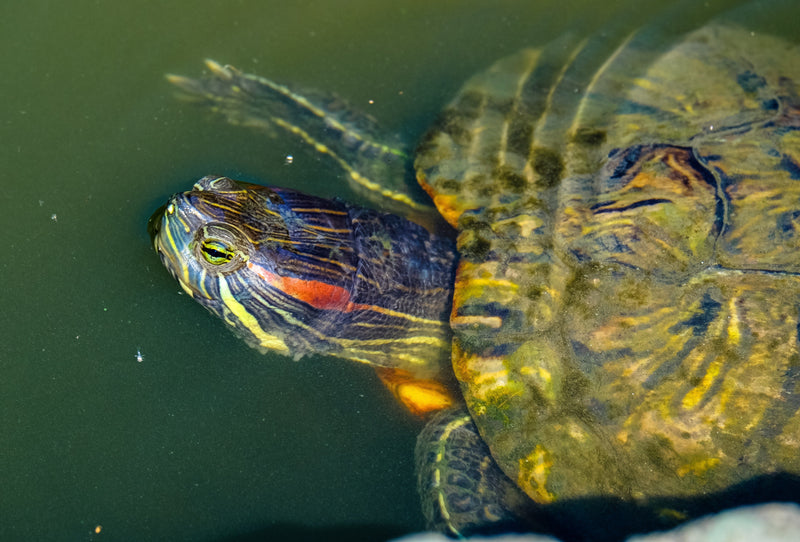 Dekbedovertrek Schildpad